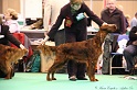 Crufts2011_2 153